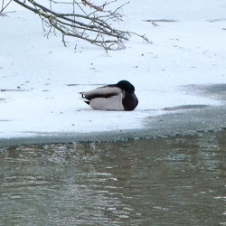Bodewehr im Schnee 2021